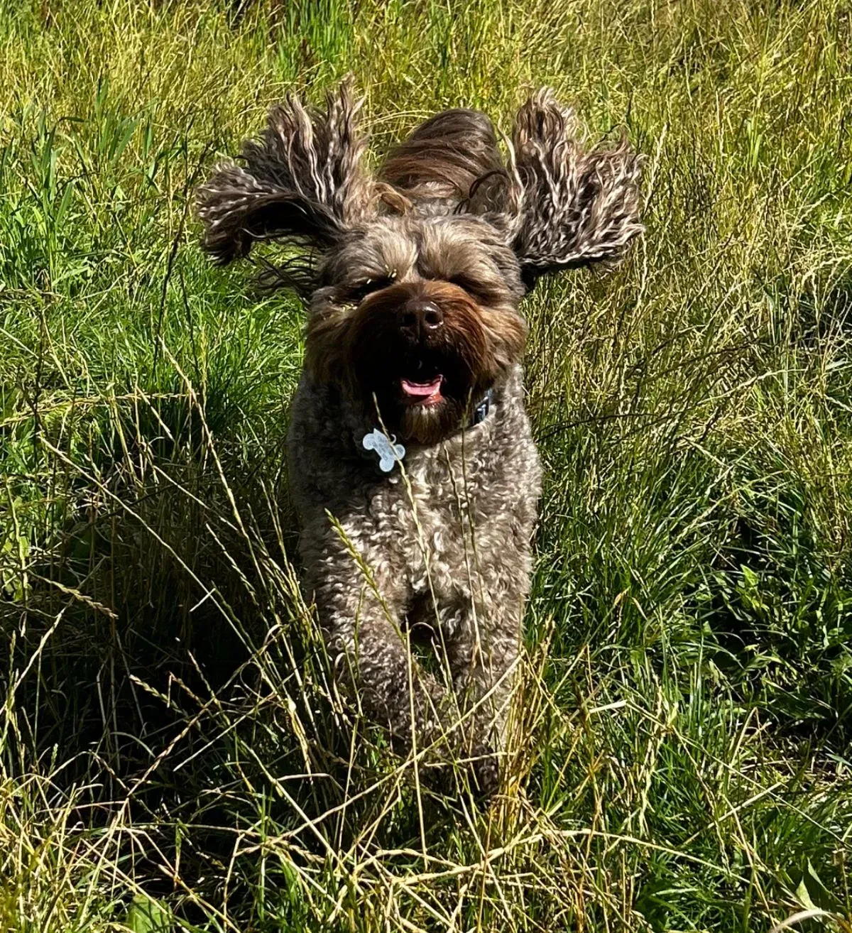 Dog Walking Services image background image