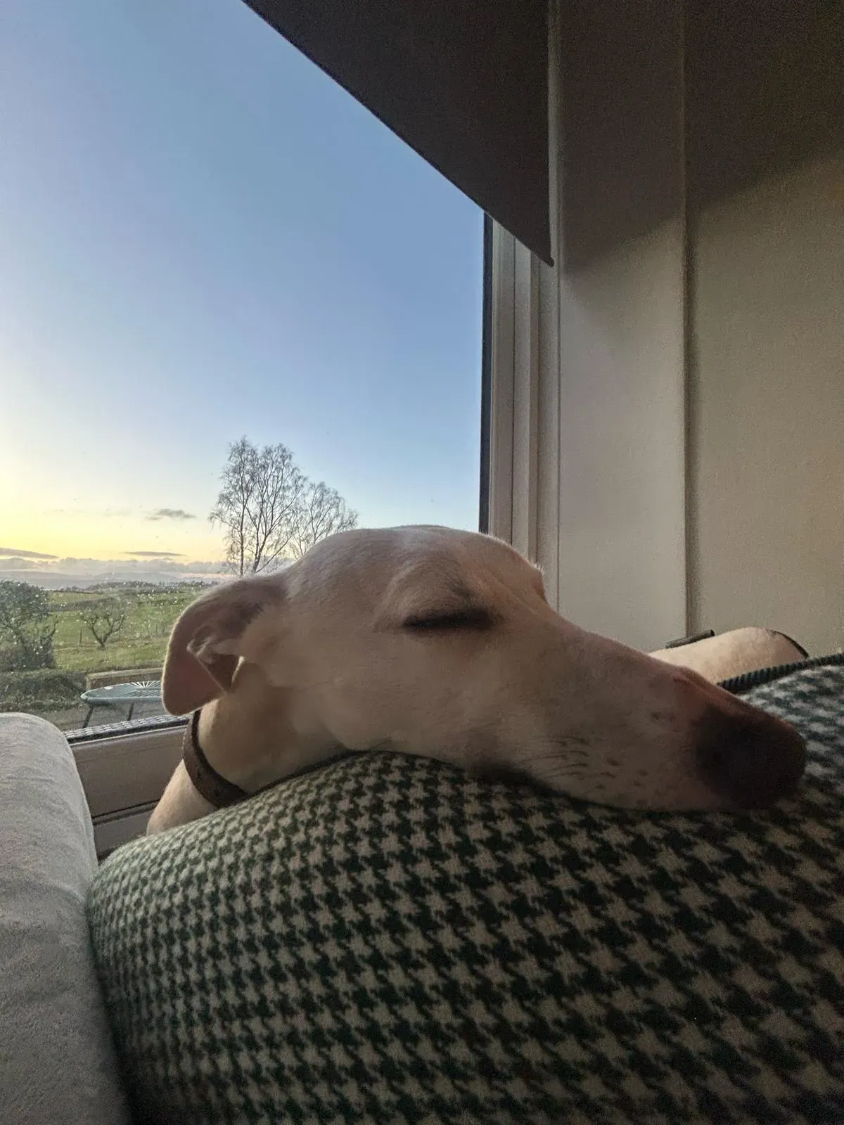 Overnight Dog Boarding image