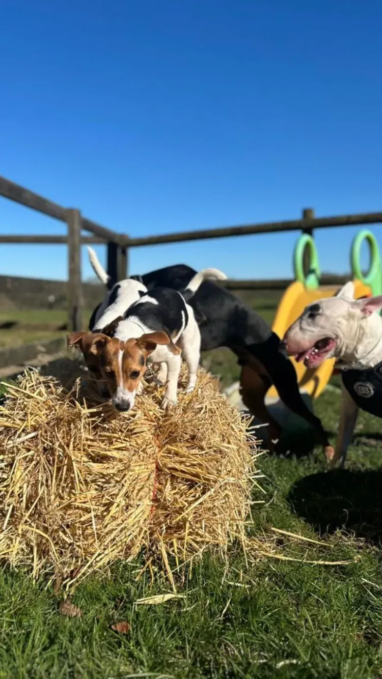 Descriptive text for the image