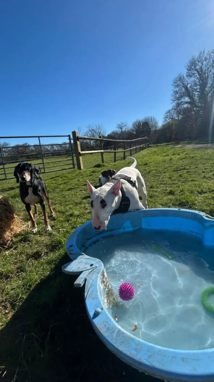 Descriptive text for the image