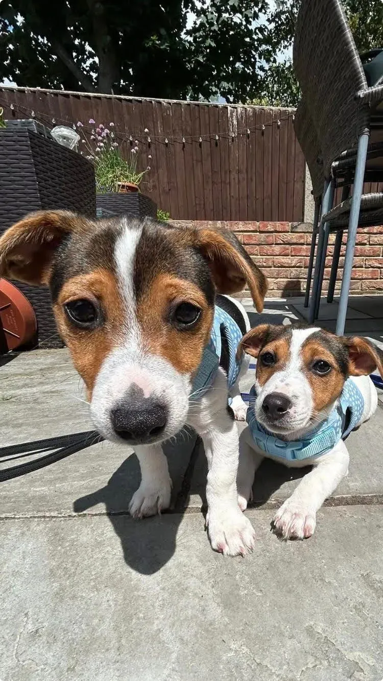 Puppy visits image background image