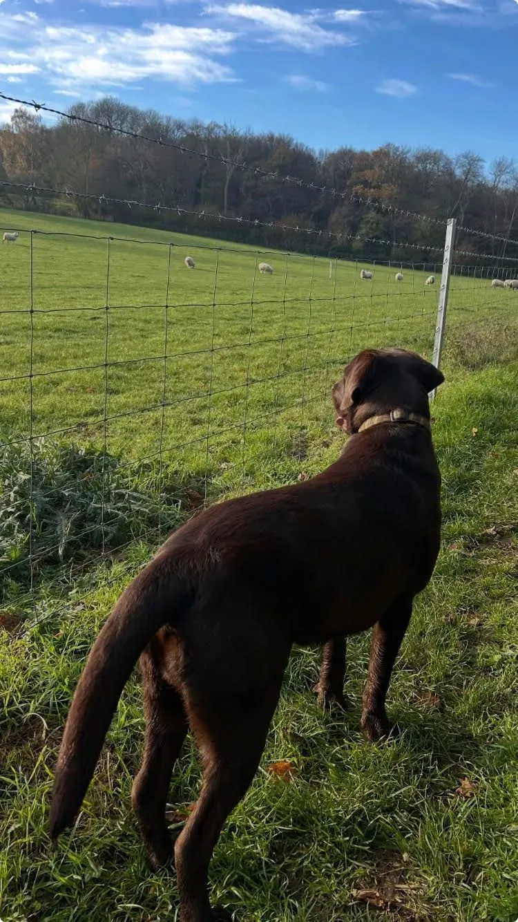 Solo dog walks image