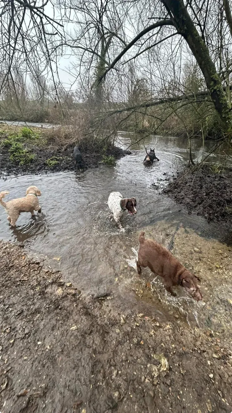 Group dog walks image
