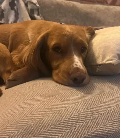 Dog boarding image background image