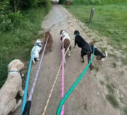 Group dog walks image background image