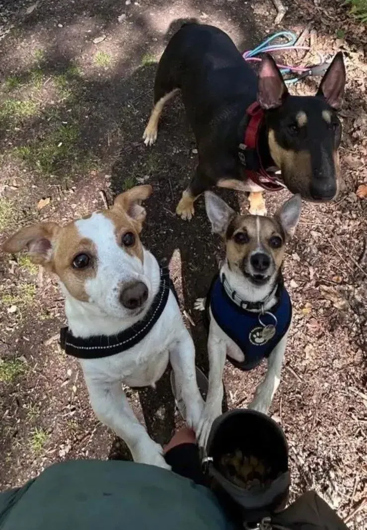 Descriptive text for the image