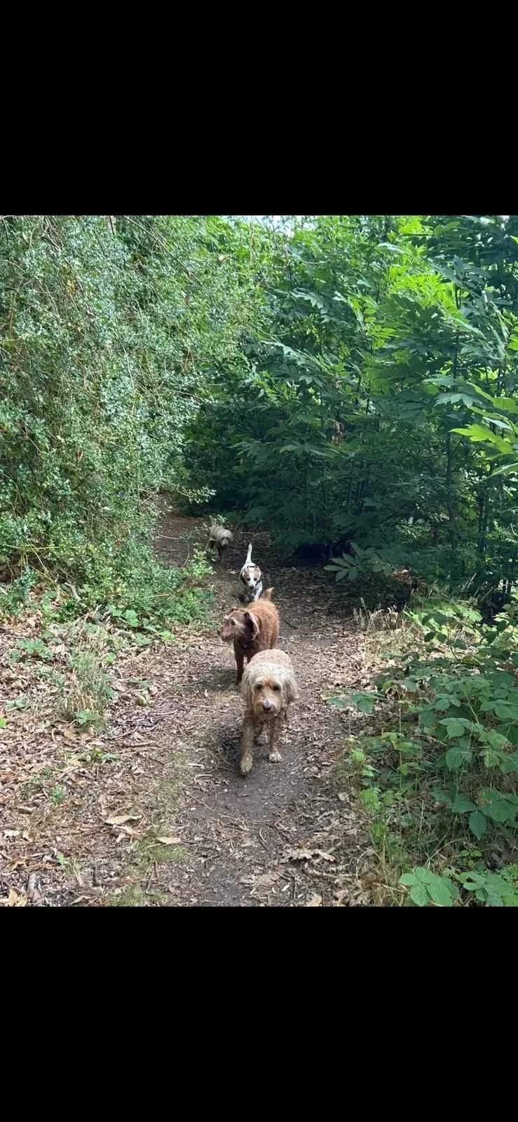 Descriptive text for the image