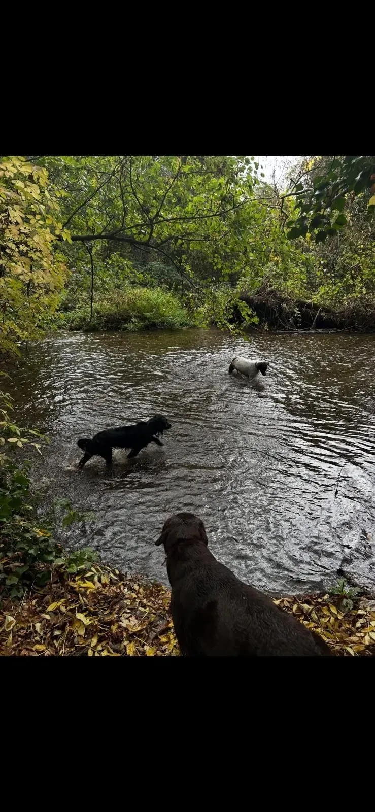 Descriptive text for the image