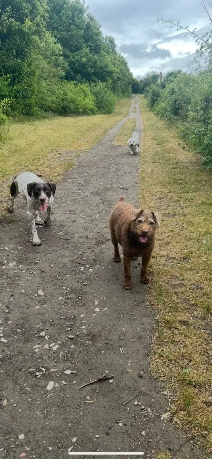 Descriptive text for the image