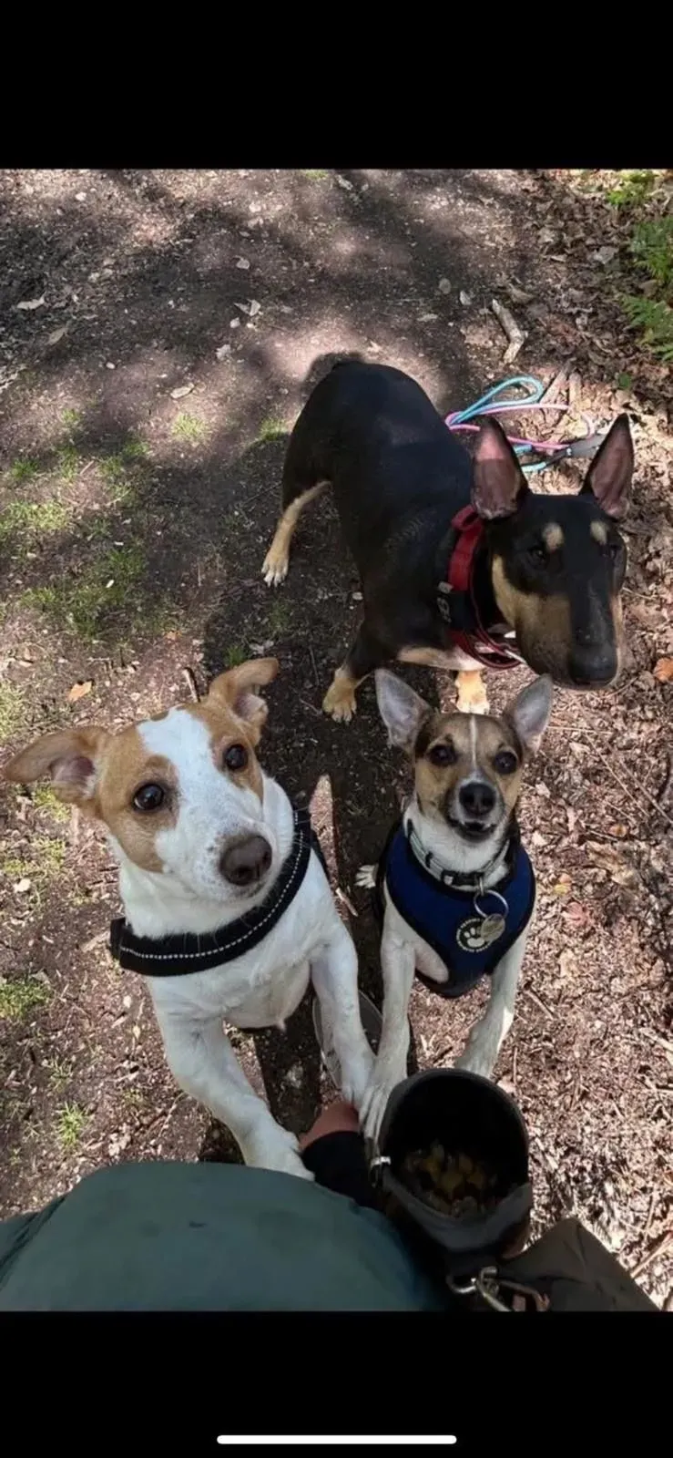 Descriptive text for the image