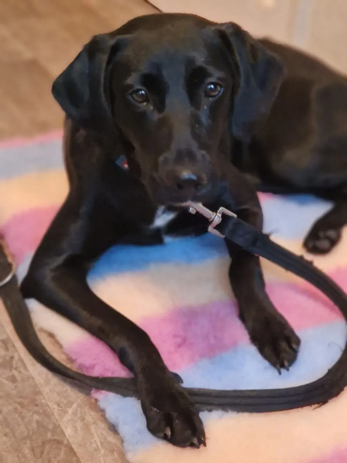 1-2-1 Puppy Consultation image