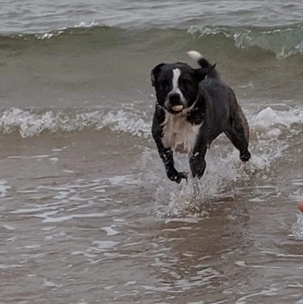 Nat and Sam's pet services  logo