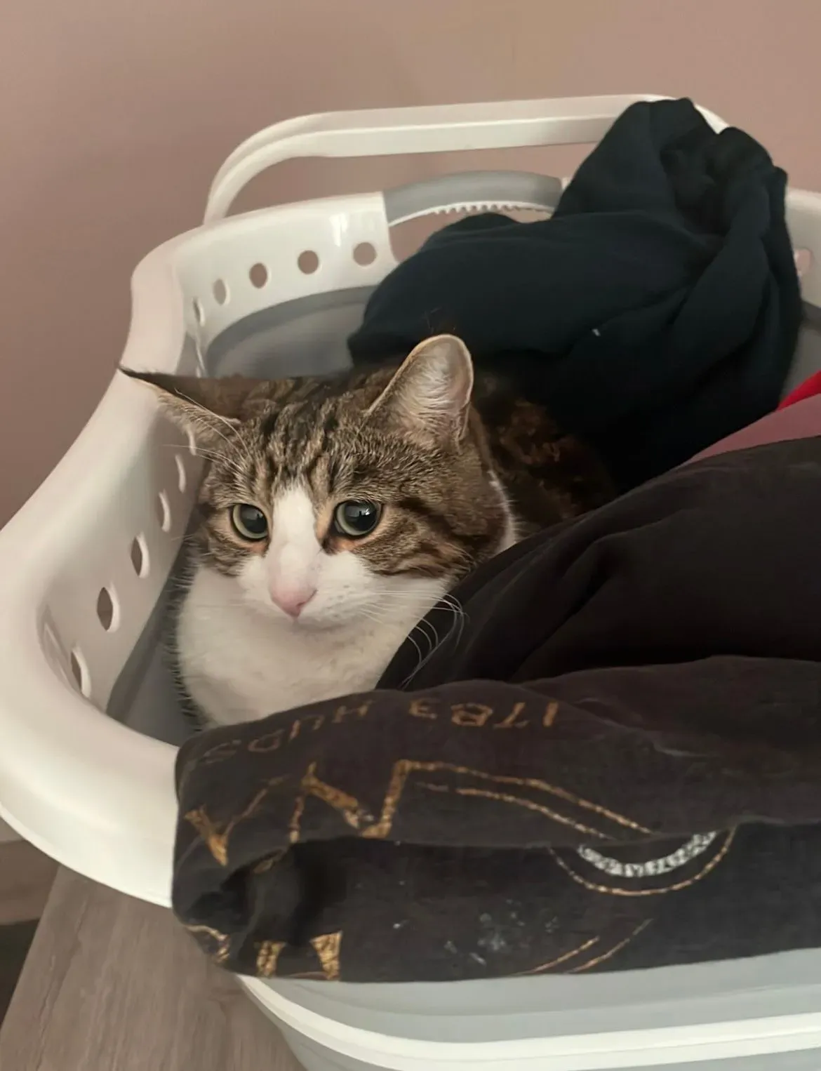 DROP IN PET VISITS image