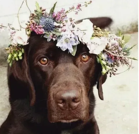 WEDDING CHAPERONE image