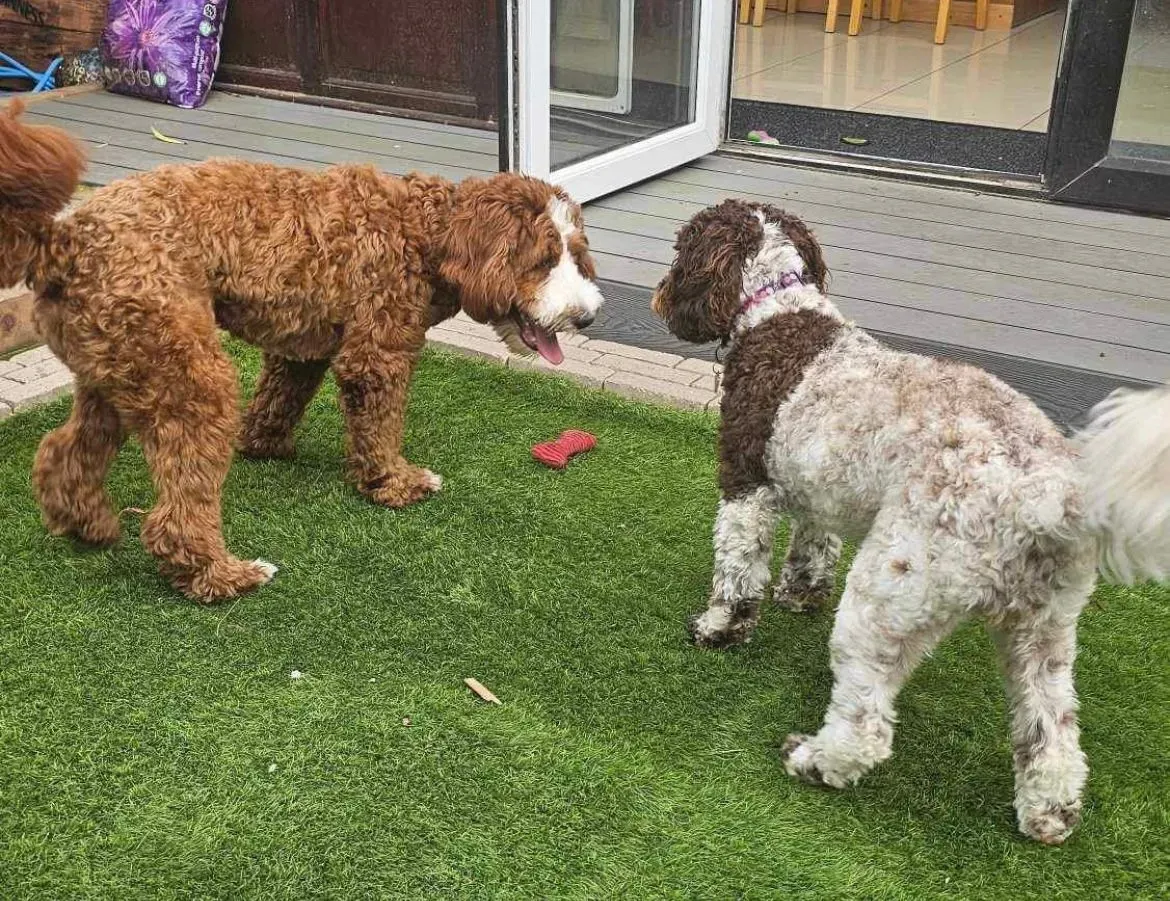 PET SITTING image