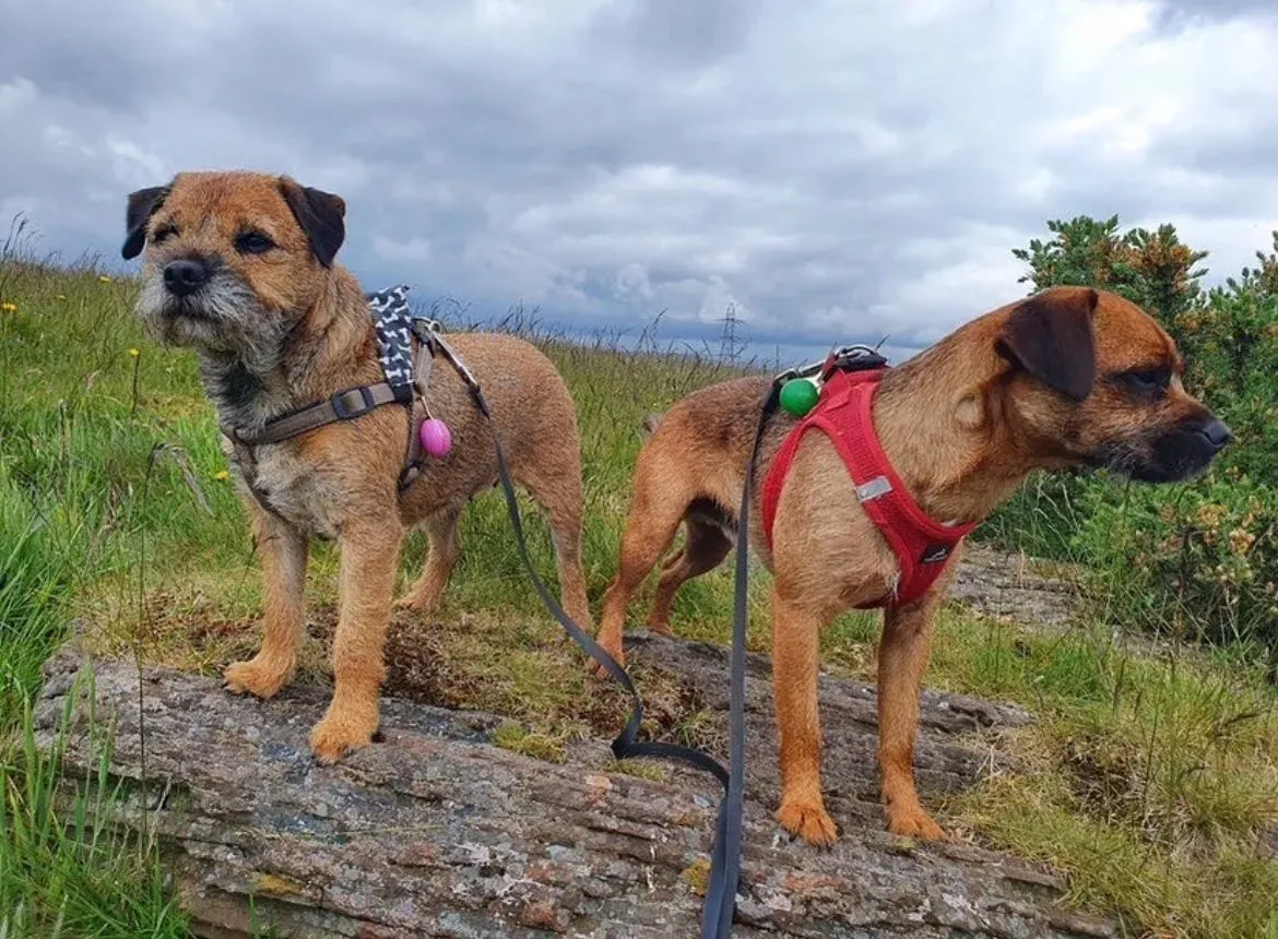 Group dog walks image