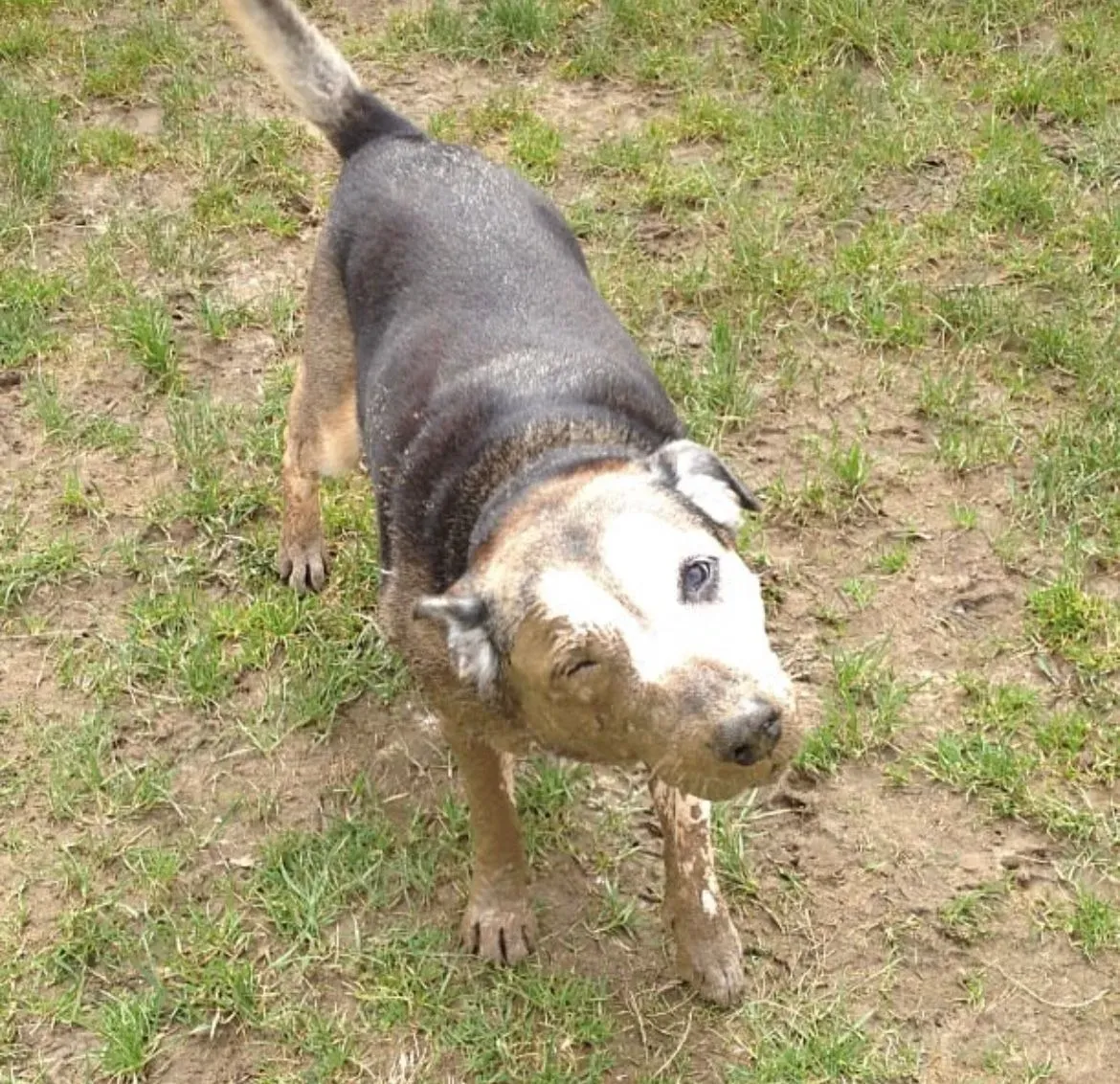 Solo dog walks image