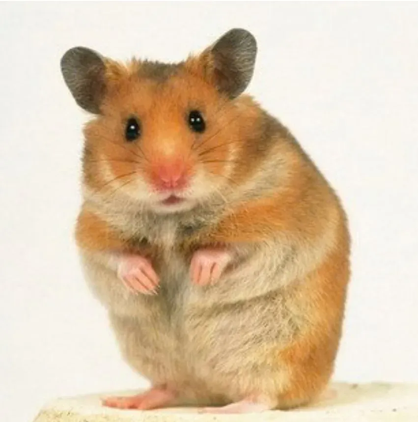 PET SITTING image
