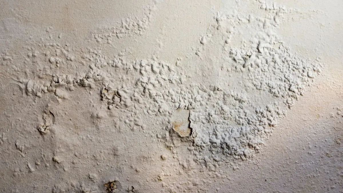 Mould Removal  in Gloucester