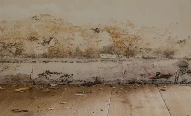Rising Damp Treatment image background image