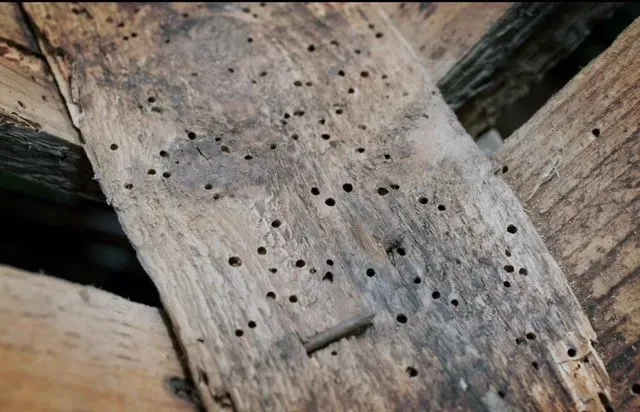 Timber Treatment image background image
