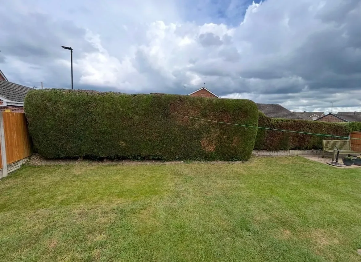 conifer removal for composite fence