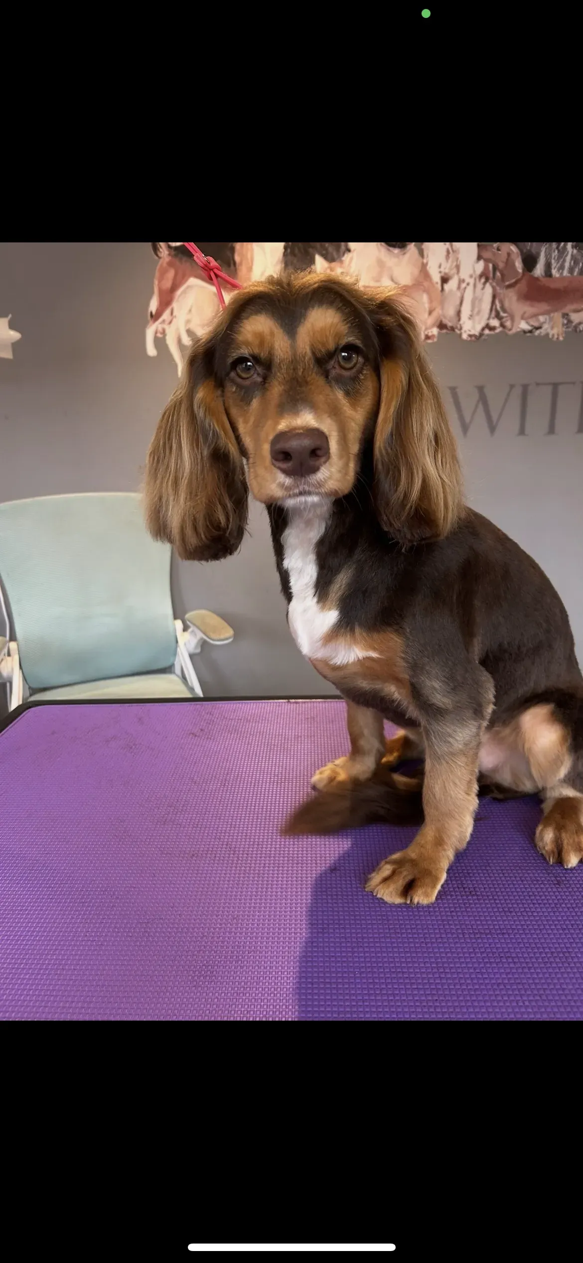 Full grooming service image background image