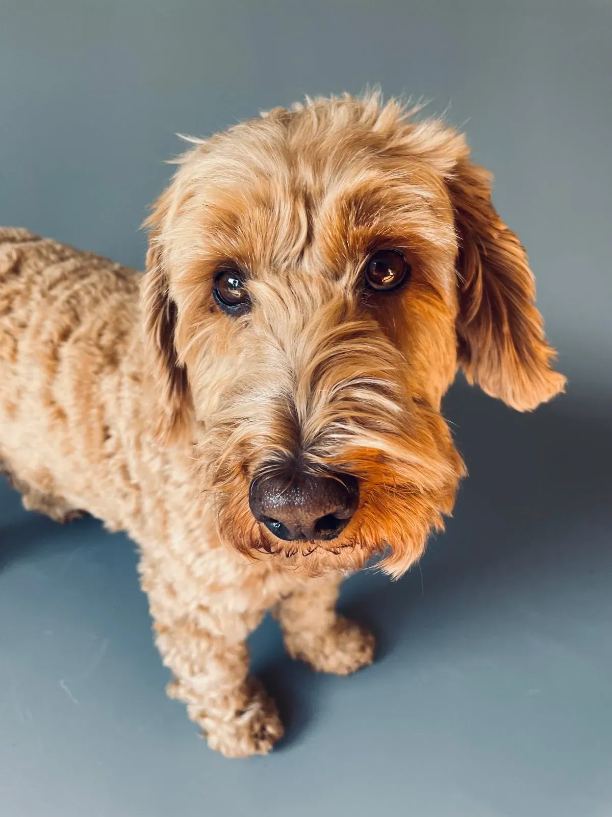 Pet Photography image background image