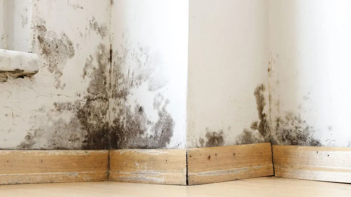 Damp assessment tools used by professionals in Totnes