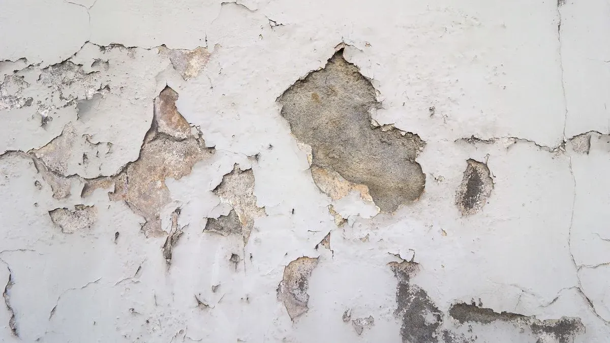 Local damp specialist inspecting walls in Totnes