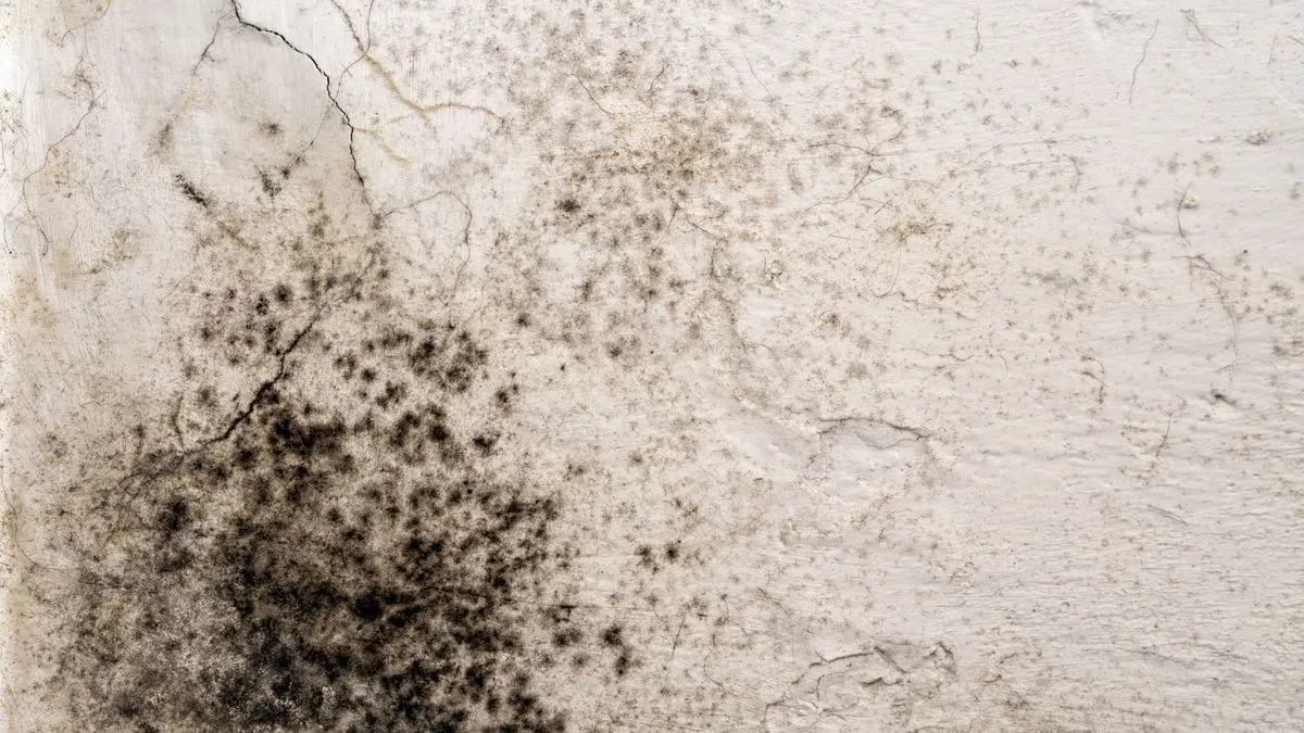 Local damp specialist using advanced techniques