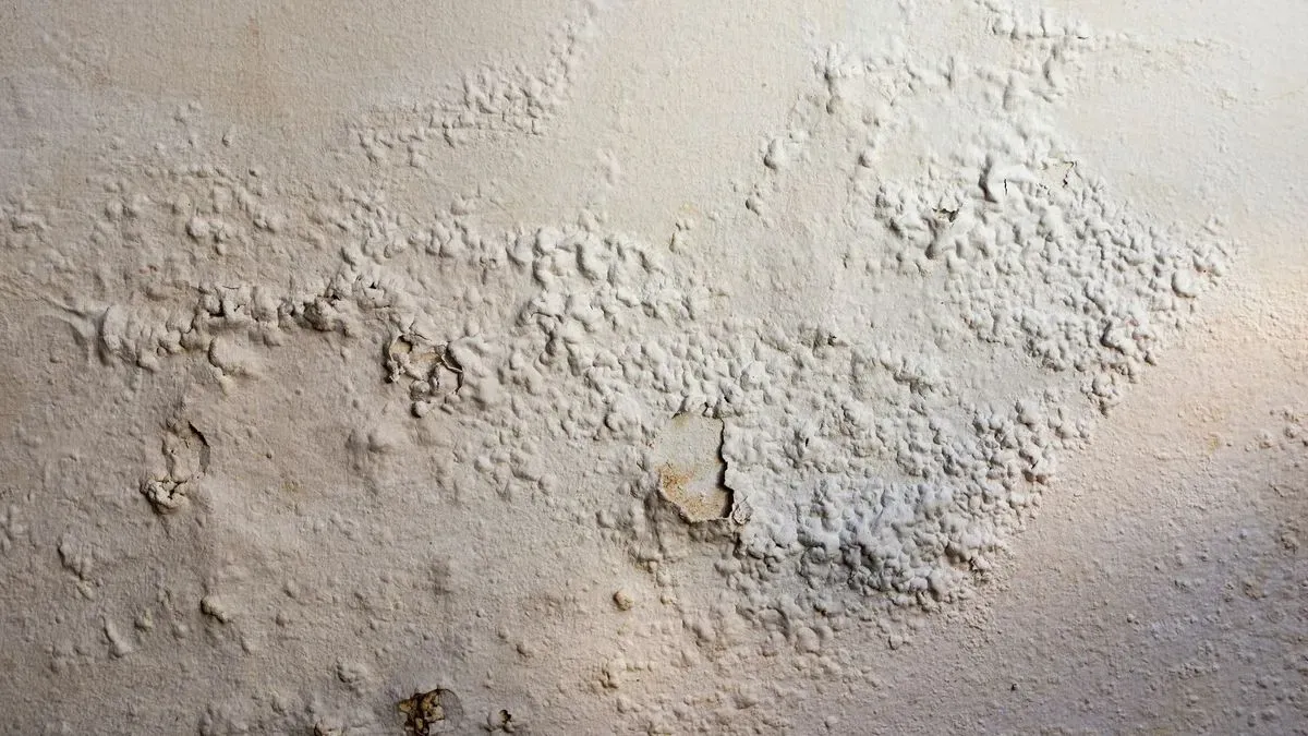 Local damp expert inspecting a property in Totnes
