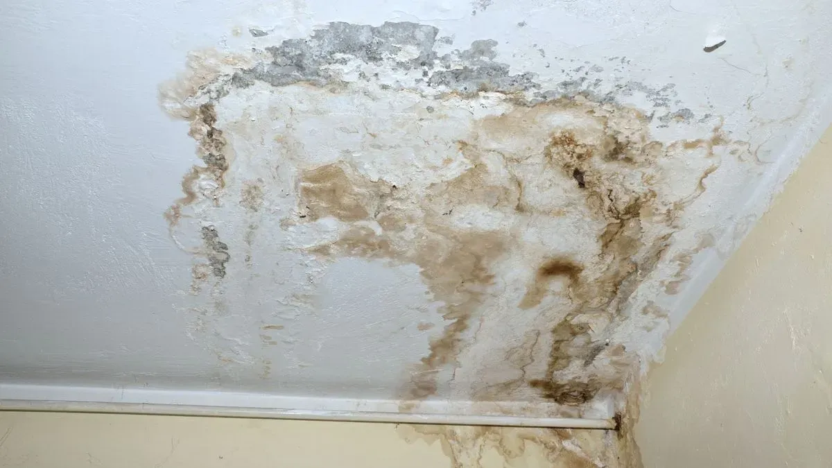 Riviera Damp Specialist team at Totnes property