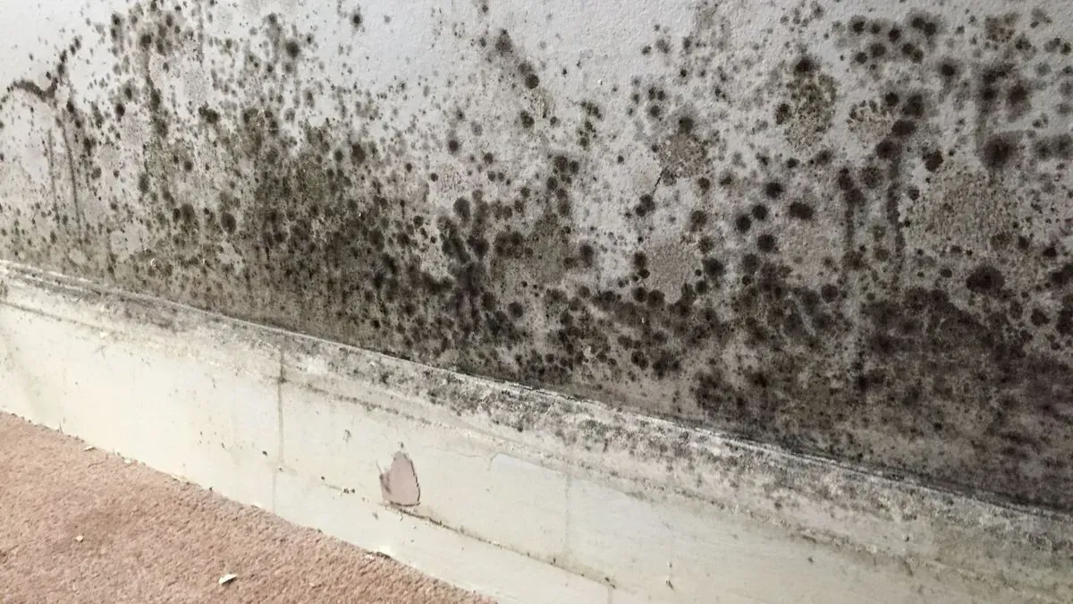 Home renovation featuring damp proofing in Totnes