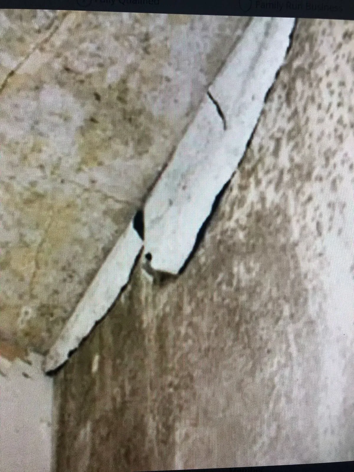 Inspection of woodworm infestation in a Totnes home