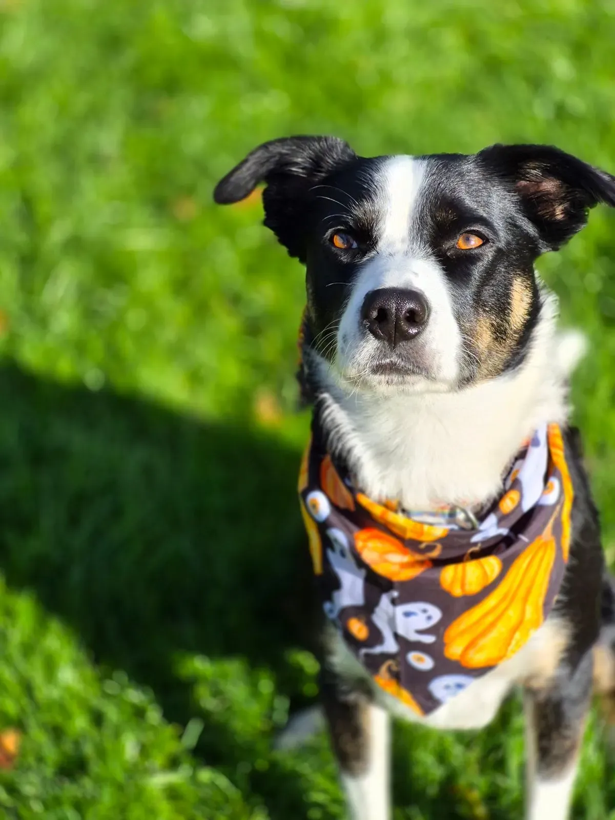 Puppy visits image background image
