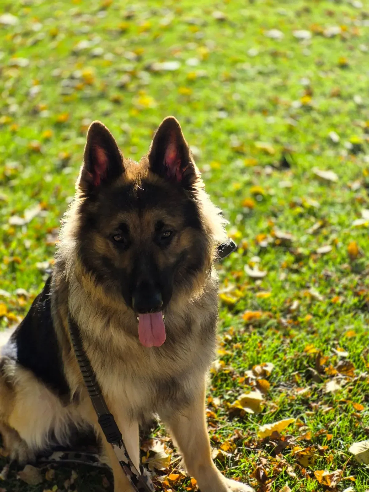 Senior dog walks image background image