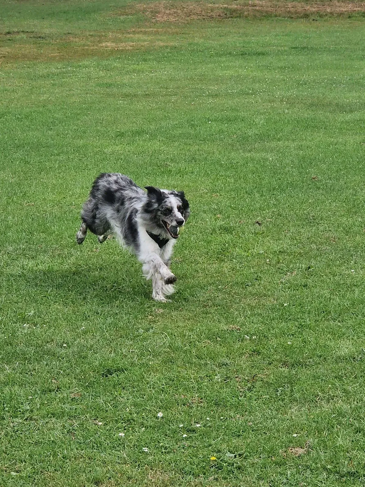 Off-leash adventures image background image