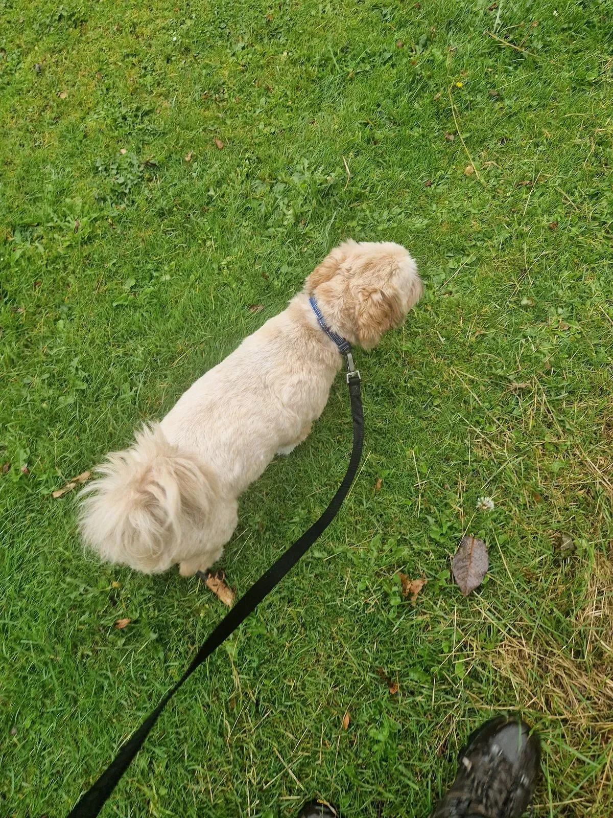 Solo dog walks image background image