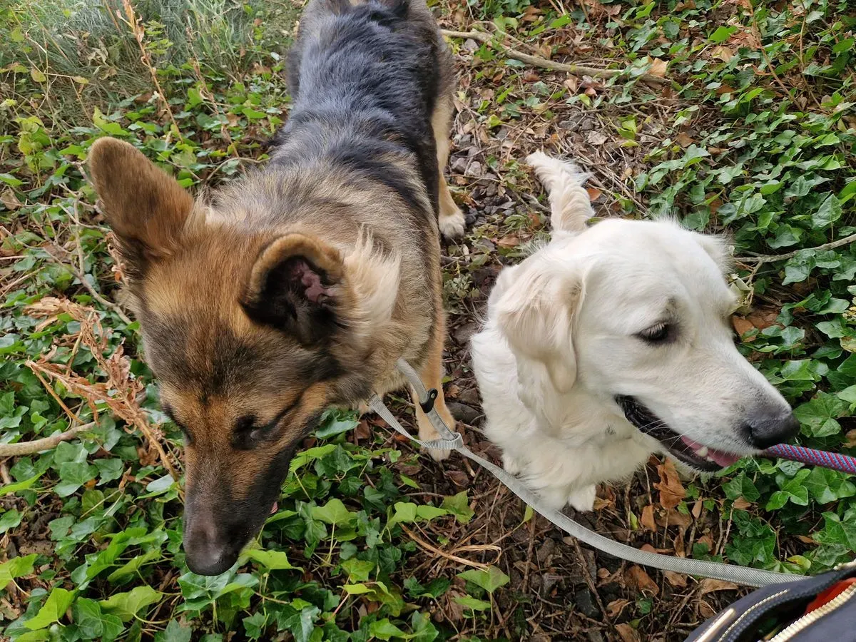 Group dog walks image background image