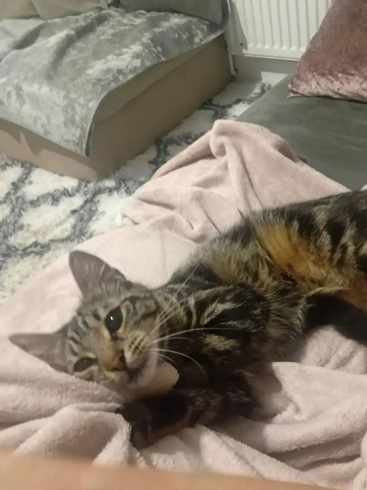 Pet Sitting image