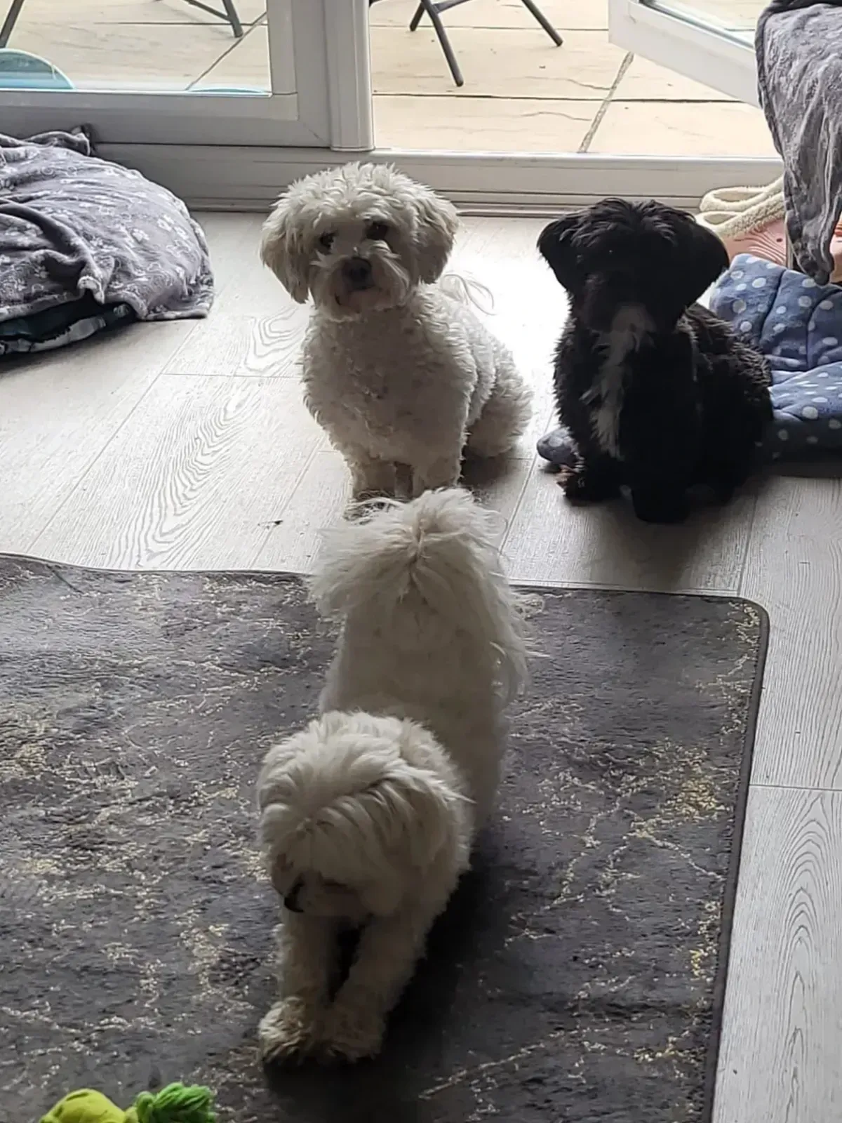 Home Visit Check-ins image