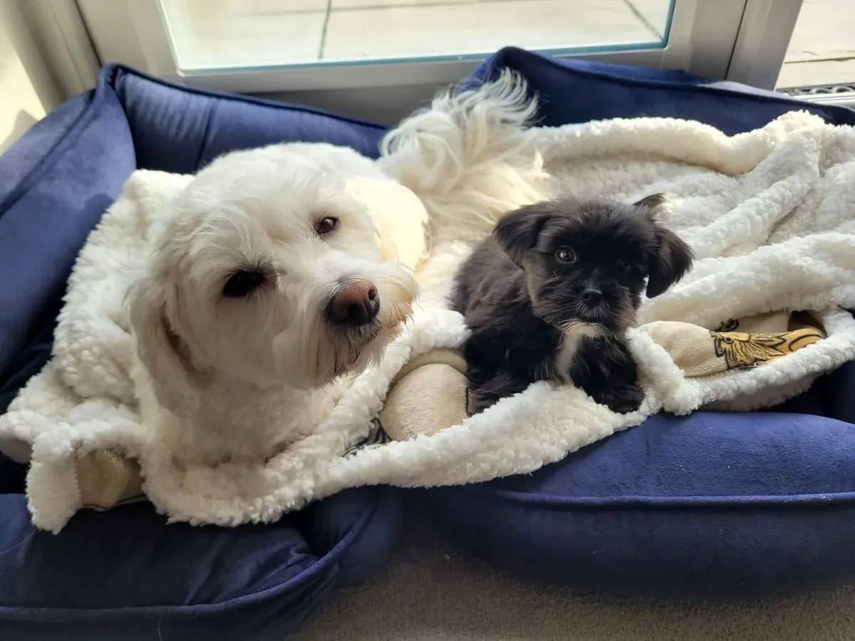 Pet Sitting image background image
