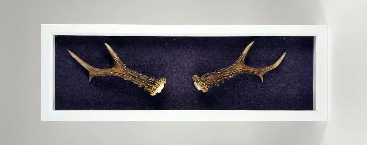 Descriptive text for the image