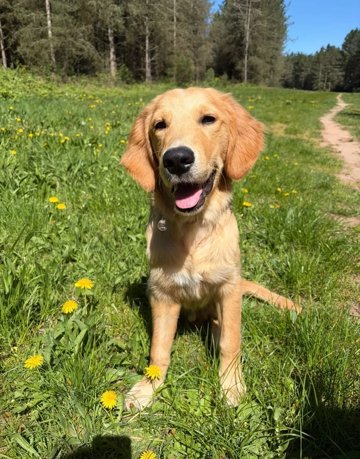 Puppy visits image background image