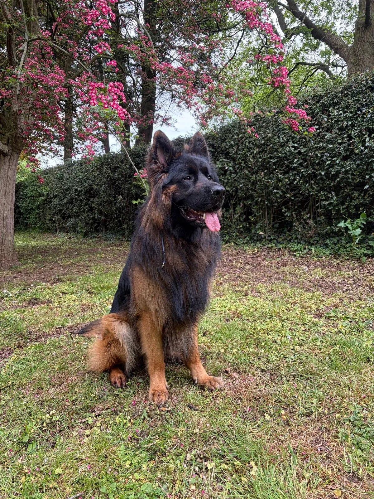 Off-leash adventures image background image
