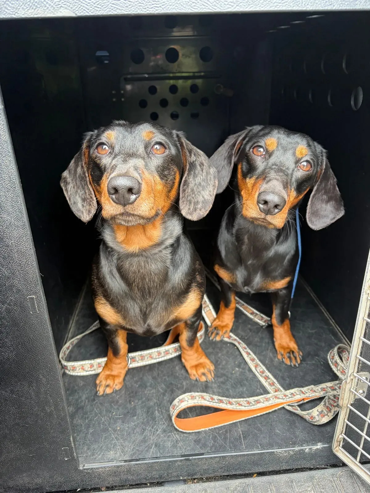 Pet transportation image background image