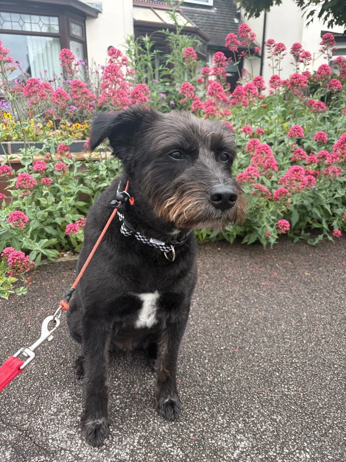 Solo dog walks image background image