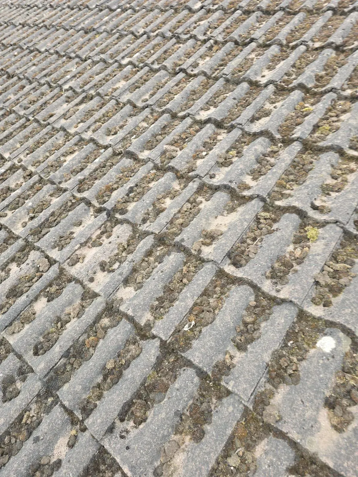 Shingle Replacement