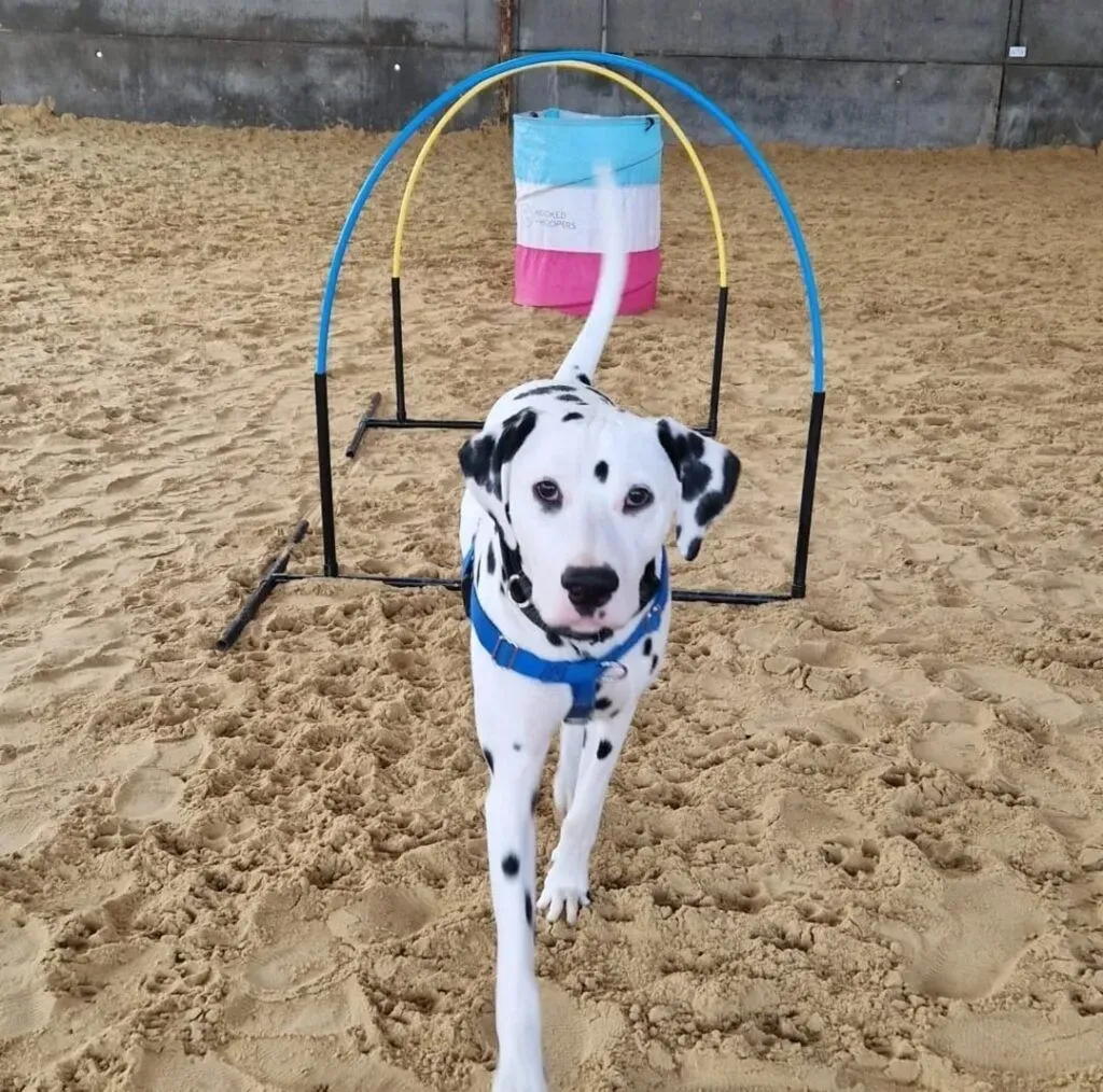 Canine Hoopers Courses image